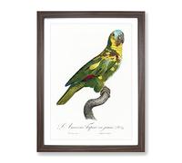 The Turquoise Fronted Amazon Parrot By F. Levaillant Vintage Framed Print | A2 Walnut Framed Wall Art | Ready to Hang | Classic Animal Picture | Living Room Bedroom Lounge Office
