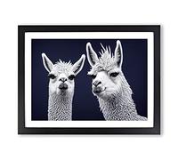The Two Llamas Framed Wall Art Print A2 Black