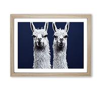 The Two Llamas Vol.2 Framed Print | A2 Oak Framed Wall Art | Ready to Hang | Modern Animal Picture | Living Room Bedroom Lounge Office