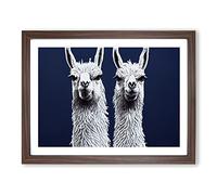 The Two Llamas Vol.2 Framed Print | A2 Walnut Framed Wall Art | Ready to Hang | Modern Animal Picture | Living Room Bedroom Lounge Office