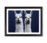 The Two Llamas Vol.2 Framed Print | A3 Black Framed Wall Art | Ready to Hang | Modern Animal Picture | Living Room Bedroom Lounge Office