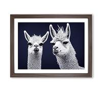 The Two Llamas Vol.3 Framed Print | A2 Walnut Framed Wall Art | Ready to Hang | Modern Animal Picture | Living Room Bedroom Lounge Office