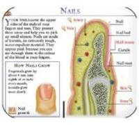 The Ultimate Human Body 3.0 (PC)