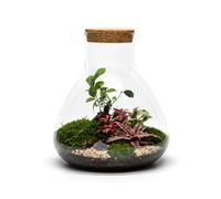 The Urban Botanist Assembled Conical Terrarium with Bonsai ◦ Greenwich H: 32 cm - Mister - Cork