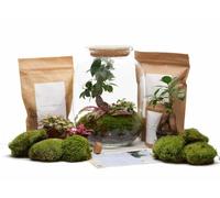 The Urban Botanist DIY Terrarium Kit with Bonsai Ginseng ◦ Kew Gardens H: 32 cm - Tweezers Scissors Mister - Cork with LEDs