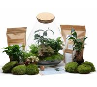 The Urban Botanist DIY Terrarium Kit with Bonsai Tree ◦ Chelsea H: 43 cm - No Tools