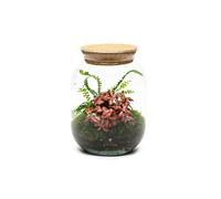 The Urban Botanist Ready-made Terrarium - Oxford Circus H: 22cm - Scissors - Cork