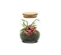 The Urban Botanist Ready-made Terrarium - Oxford Circus H: 22cm - Scissors - Cork with LEDs
