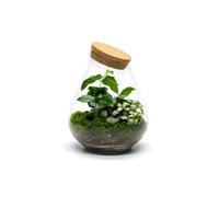 The Urban Botanist Ready-made terrarium ◦ Small Teardrop ◦ Baker Street H: 25 cm - Scissors