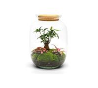 The Urban Botanist Ready-made terrarium with Bonsai ◦ Marble Arch H: 32 cm - Tweezers - Cork with LEDs