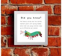 The Victorian Printing Co - Did You Know? Mantis Shrimp Punch - Animal Fact Framed Print, White Frame
