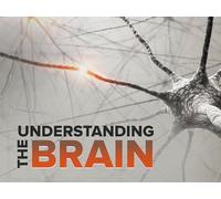 The Visual System-The Cortex