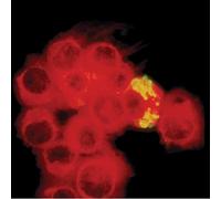 The Wiitala Brothers - Bad Blood