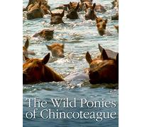 The Wild Ponies of Chincoteague
