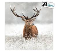 The Wildlife Trusts Charity Christmas Cards, 8 Pack, 100% Recycled FSC Certified (Stag)