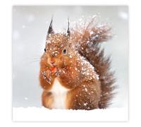 The Wildlife Trusts Red Squirrel | 8 Charity Christmas Cards | Eco Friendly FSC 100% Recycled