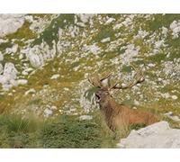 The Wolf Pack is Back