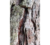 The Woody Wood Barky Bark Notebook