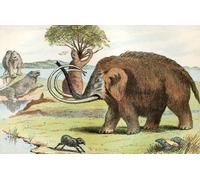 The woolly mammoth (Mammuthus primigenius). A species of mammoth that lived during the Pleistocene epoch. From The World's Foundations or Geology for Beginners published 1883. Poster Print by Hilary