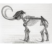 The woolly mammoth (Mammuthus primigenius). From Le Savant du Foyer ou Notions Scientifiques Sur Les Objets Usuels de la Vie published 1864 Poster Print by Ken Welsh (16 x 12)