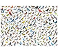 The World of Birds
