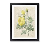 The Yellow Roses By Pierre Joseph Redoute Vintage Framed Print | A2 Black Framed Wall Art | Ready to Hang | Classic Nature Picture | Living Room Bedroom Lounge Office