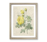 The Yellow Roses By Pierre Joseph Redoute Vintage Framed Print | A2 Oak Framed Wall Art | Ready to Hang | Classic Nature Picture | Living Room Bedroom Lounge Office