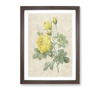 The Yellow Roses By Pierre Joseph Redoute Vintage Framed Print | A4 Walnut Framed Wall Art | Ready to Hang | Classic Nature Picture | Living Room Bedroom Lounge Office
