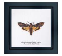 Thea Gouverneur - Counted Cross Stitch Kit - Death's-Head Hawk Moth - Aida - 16 Count - Embroidery Kit for Adults - DMC Embroidery Threads and Other Cross Stitch Supplies Included - 563A