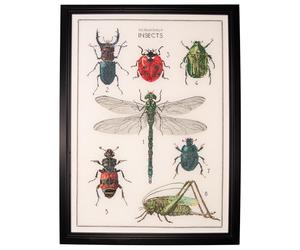 Thea Gouverneur - Counted Cross Stitch Kit - The History of Insects - Aida - 14 Count - Embroidery Kit for Adults - DMC Embroidery Threads and Other Cross Stitch Supplies Included - 566A