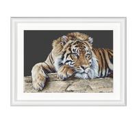 Thea Gouverneur - Counted Cross Stitch Kit - Tiger - Black Aida - 14 Count - Embroidery Kit for Adults - DMC Embroidery Threads and Other Cross Stitch Supplies Included - 579.05