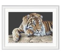 Thea Gouverneur - Counted Cross Stitch Kit - Tiger - Black Aida - 14 Count - Embroidery Kit for Adults - DMC Embroidery Threads and Other Cross Stitch Supplies Included - 579.05