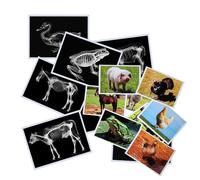 Thematic Animal X-Rays, Set of 16, Simulation Specimen, Science Education Materials for Kindergarten & Preschool, Light Table Accessories, Montessori & Reggio-Inspired (Farm Animals)