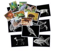 Thematic Animal X-Rays, Set of 16, Simulation Specimen, Science Education Materials for Kindergarten & Preschool, Light Table Accessories, Montessori & Reggio-Inspired (Pets)