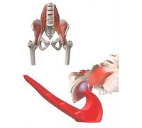 THERANUB Hip Lever Hip Flexor Release Tool Tight Iliacus Deep Massage Psoas Pressure Iliopsoas