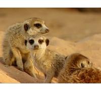 There's No Place like Home