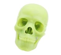 Thewasc Anatomy Skull Model Human Anatomical Skull Human Model For Demonstrating Medical Exploded For Artists