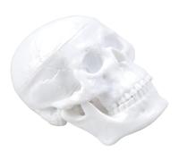 Thewasc Detailed ABS Skull Replicas Model Figurine For Anatomy Education Artists Teaching Classroom Demonstration Tool Anatomical Skull Replicas