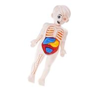 Thewasc S Hands-on Anatomy Puzzle Detachable Human Body Model STEM Science Learning Activity Human Body Anatomy Model Toy
