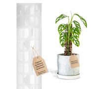 THICCLY V2 GrowPole - The Original Clear D-Shaped Moss Pole Monstera Support, Extendable Moss Poles for Climbing Plants Ideal for Philodendrons and Anthuriums - Stackable Poles for Plants (Medium)