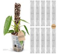 THICCLY V2 GrowPole - The Original Clear D-Shaped Moss Pole Monstera Support, Extendable Moss Poles for Climbing Plants Ideal for Philodendrons and Anthuriums - Stackable Poles for Plants (Small)