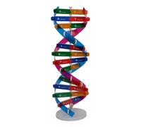 Thin Transportable DNA Double Turn Paper Model for School Labs and Home Learning DNA Double Turn Model