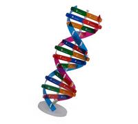 Thin Transportable DNA Double Turn Paper Model for School Labs and Home Learning Medical Teaching Aid