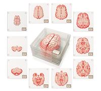 ThinkGeek Anatomic Brain Specimen Coasters (Set of 10) - 3D Brain Decor for Medical Students & Neuroscience Gifts