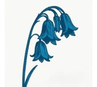 This Is the Bluebells