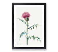 Thistle by Mary Vaux Walcott Framed Wall Art Print A2 Black