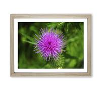 Thistle Flower No.1 Modern Framed Print | A2 Oak Framed Wall Art | Ready to Hang | Modern Floral Picture | Living Room Bedroom Lounge Office