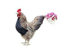 ThisToffGuys Realistic Hen Figurine, Faux Feather Chicken Statue, Farmhouse Home Decor, Easter Decoration(BROWN(39 * 18 * 40cm))