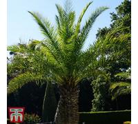 Thompson & Morgan 1 X Phoenix Canary Palm Tree 1.5 Litre Potted Plant - Tropical Style - Ideal For Patio Containers