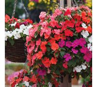 Thompson & Morgan 24 Garden Ready Plants + Incredibloom